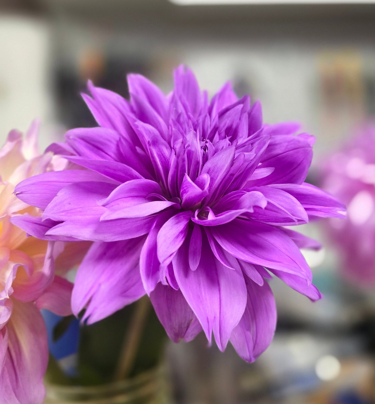Lilac Time