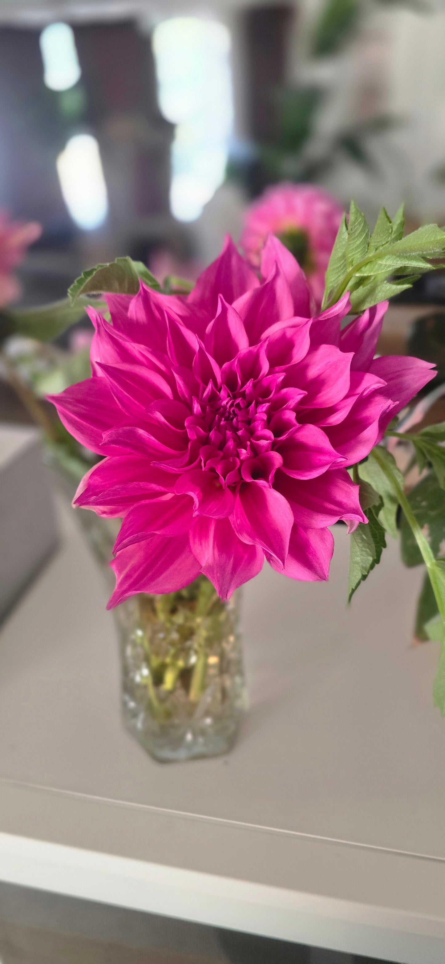 Cafe Au Lait Rose