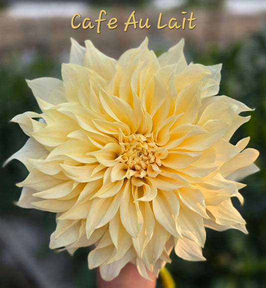 Cafe Au Lait