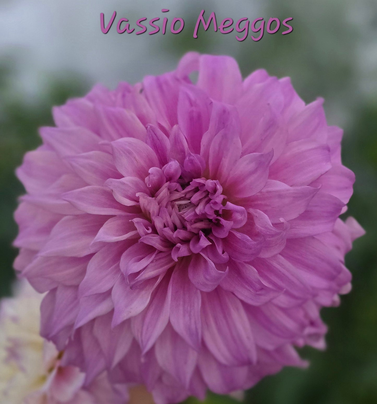 Vassio Meggos