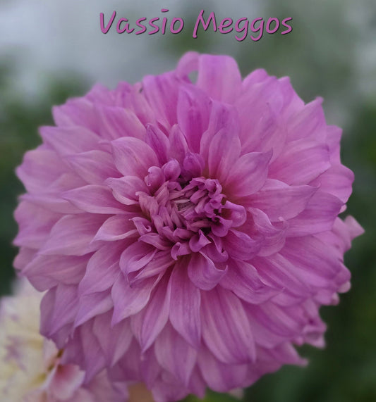 Vassio Meggos