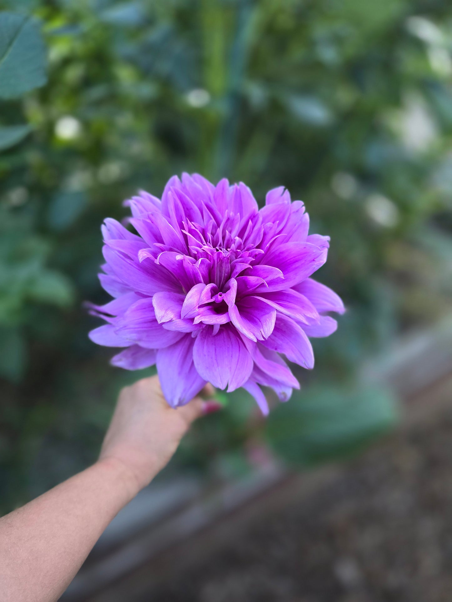 Lilac Time