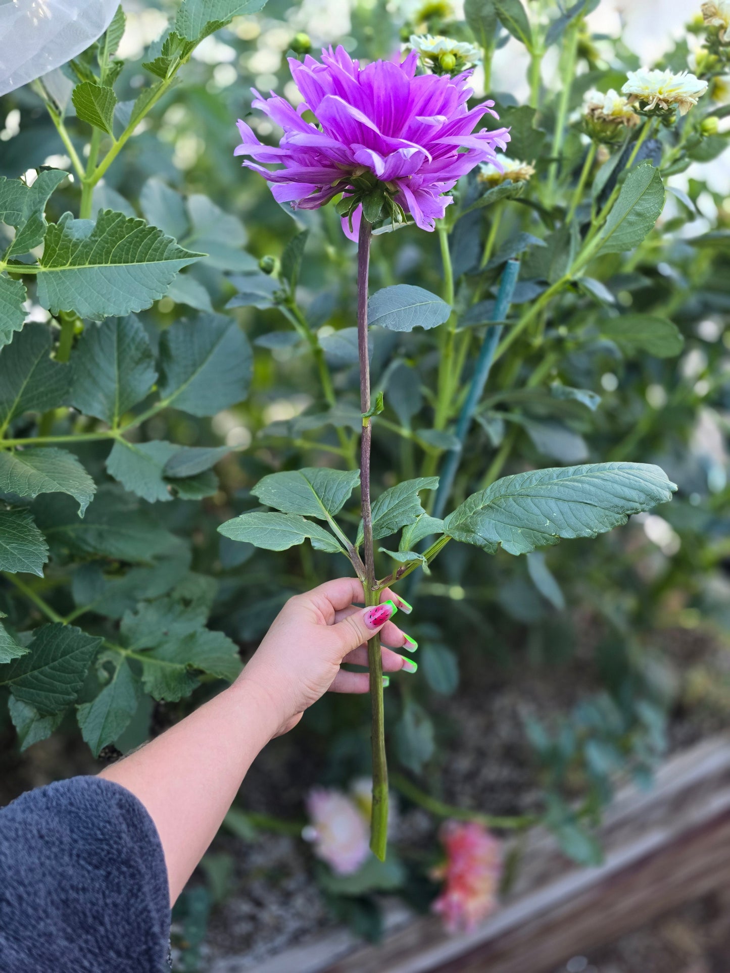 Lilac Time