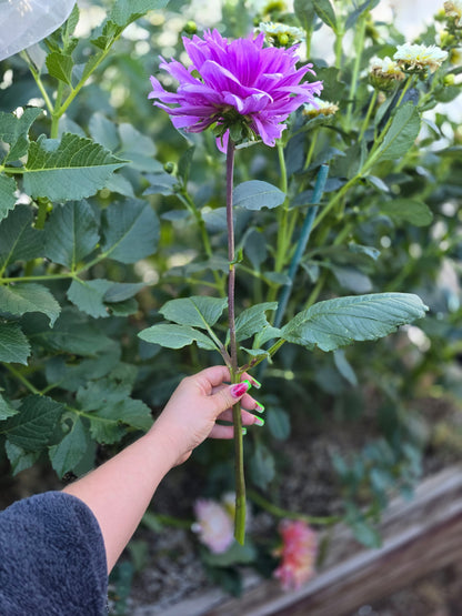 Lilac Time
