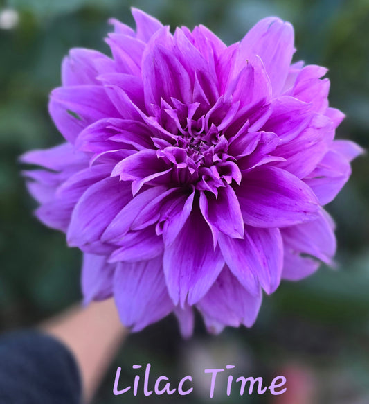 Lilac Time