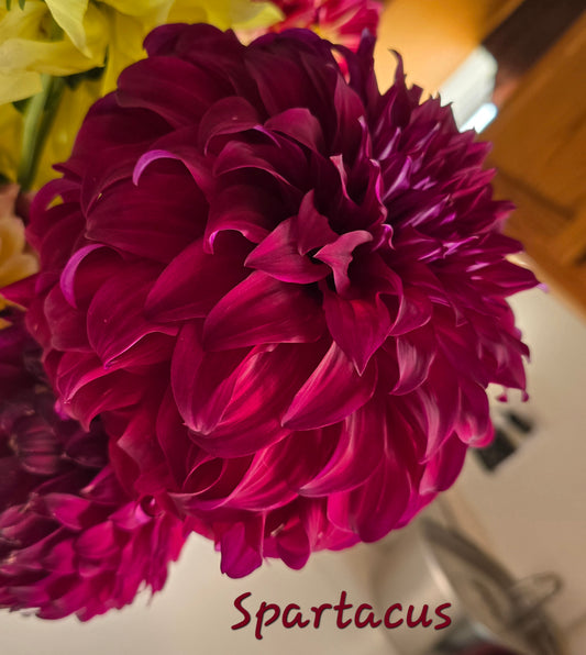 Spartacus
