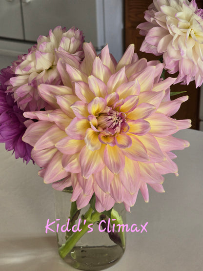 Kidd's Climax