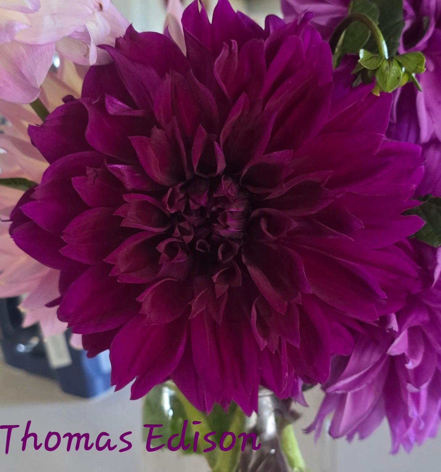 Thomas A Edison