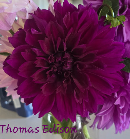 Thomas A Edison