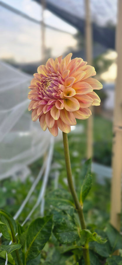 Miss Amara