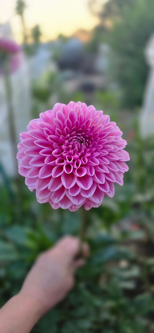 Pink Sylvia/ Sandra