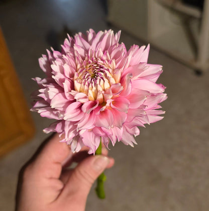 Hollyhill Pinkie