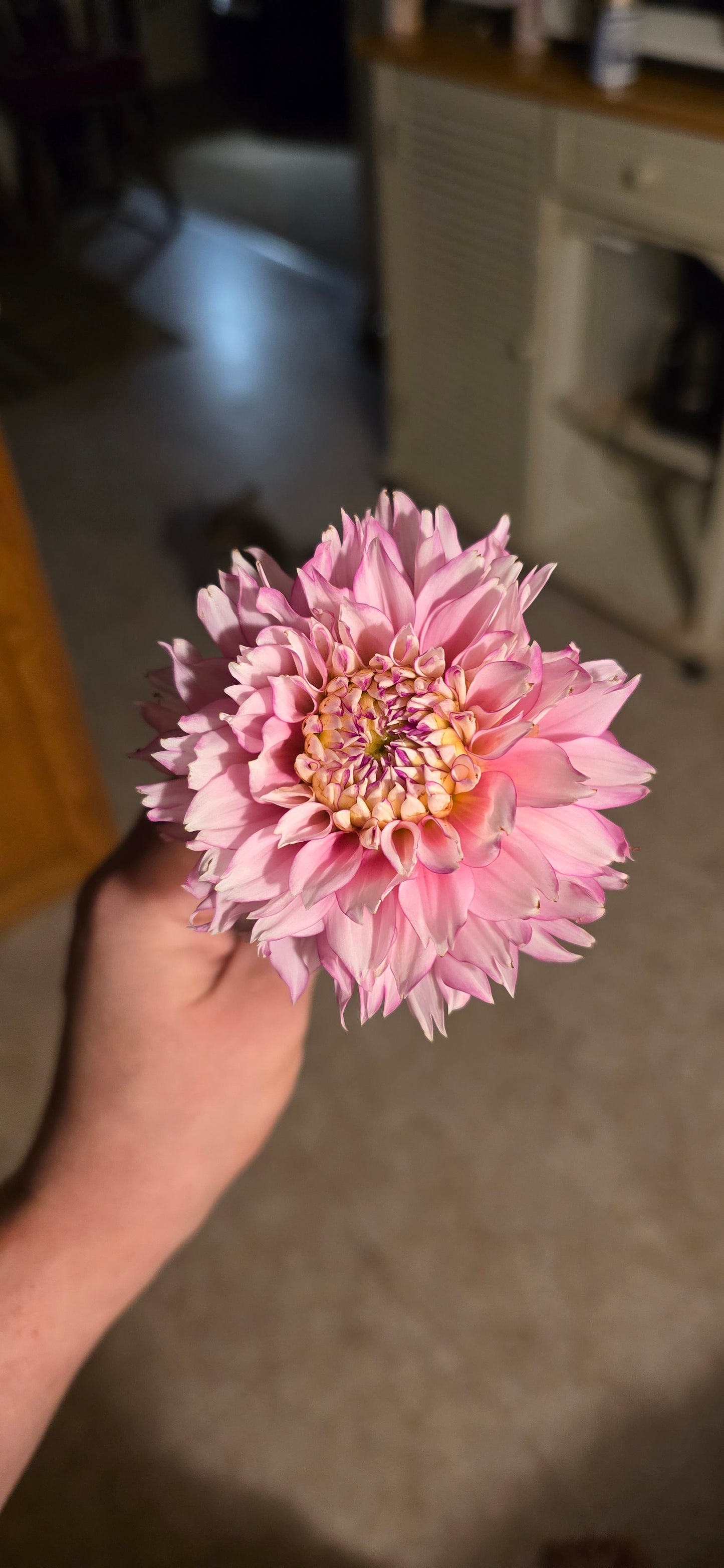 Hollyhill Pinkie