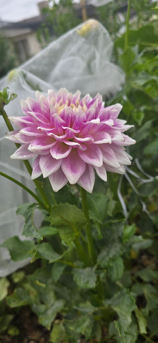 BJ's Dusty Rose