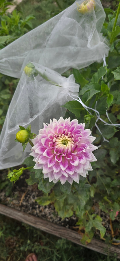 BJ's Dusty Rose
