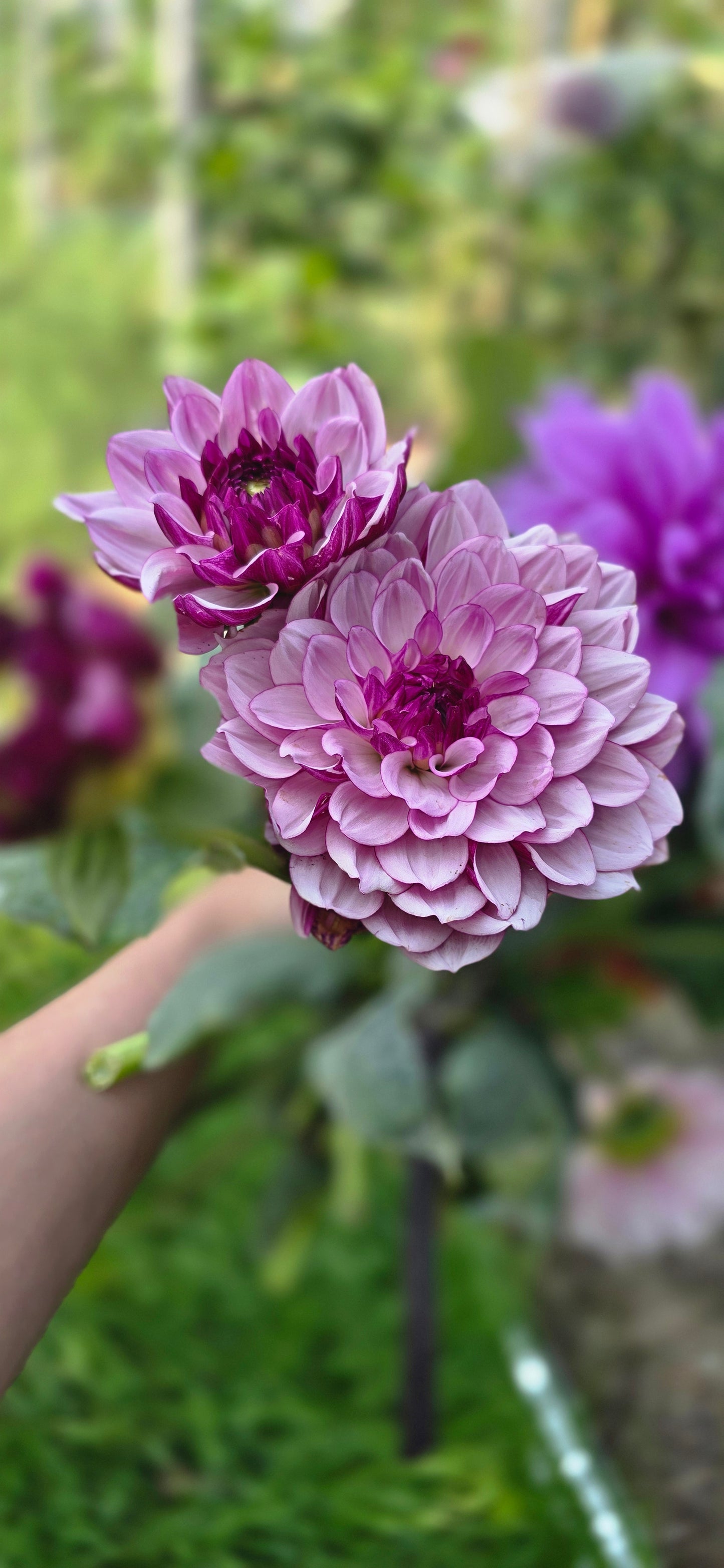 Creme De Cassis