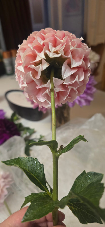 Peaches-N-Cream