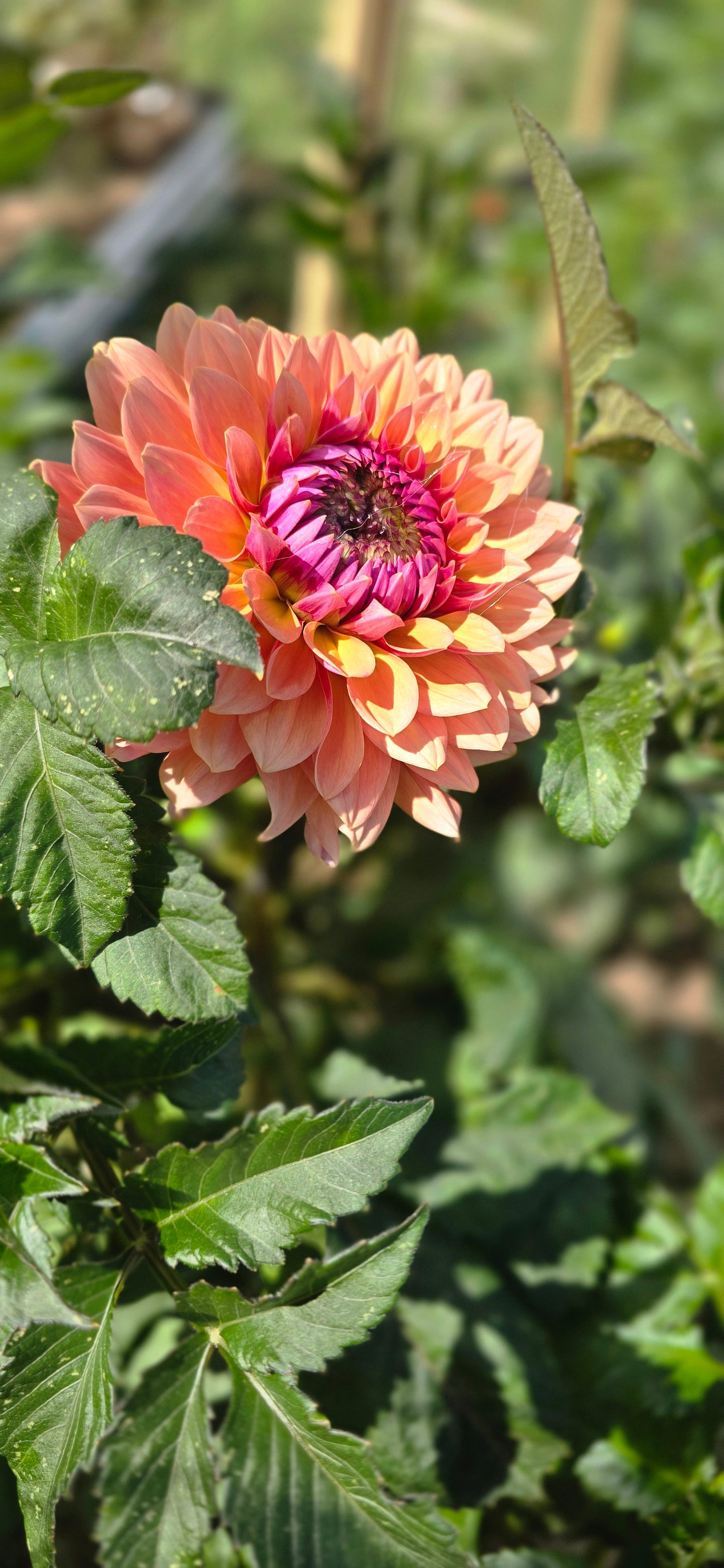 Sweet Sanne